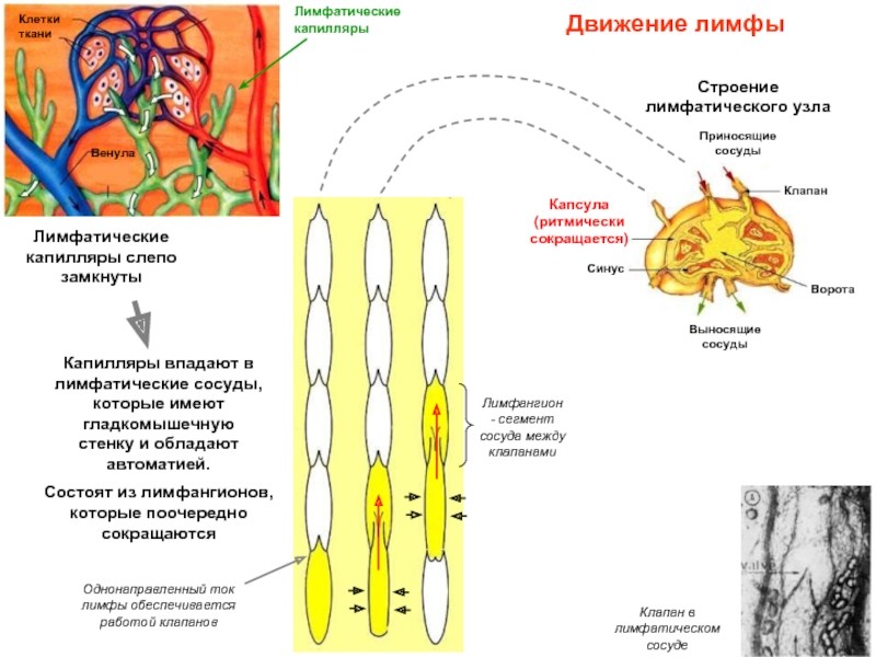 Схема строения лимфатического сосуда