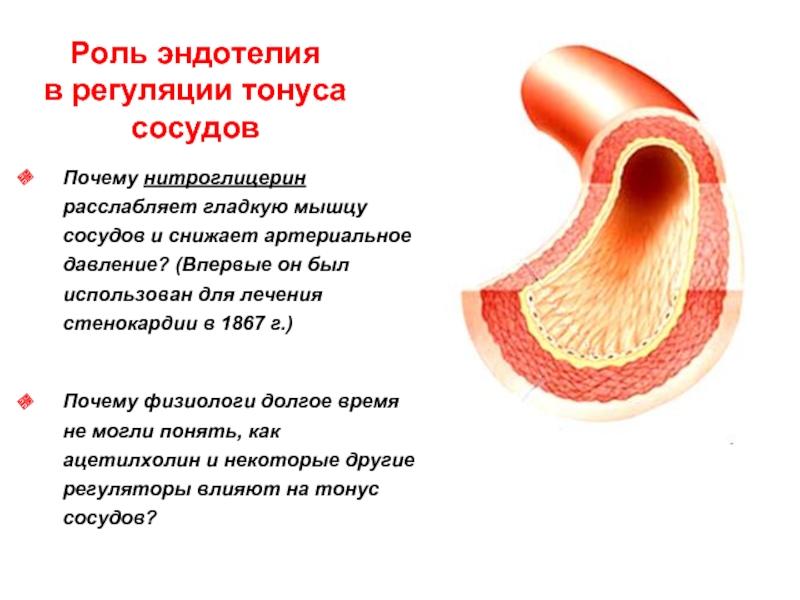 Сосуды после ковида. Эндотелий кровеносных сосудов. Строение эндотелия сосудов. Роль эндотелия в кровеносных сосудах. Роль эндотелия в регуляции тонуса сосудов.
