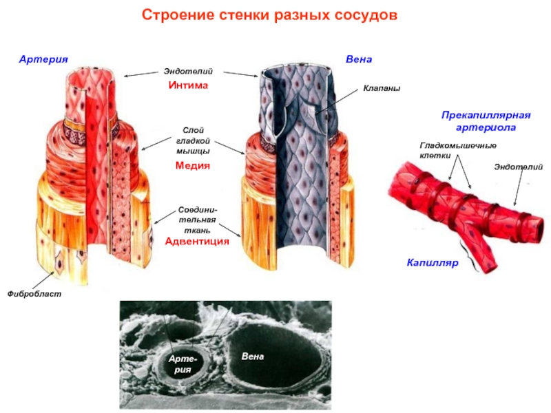 Наличие толстой мышечной стенки и мелких камней. Схема строения стенки артерий вен капилляров. Строение стенки артериального сосуда. Строение стенки сосудов анатомия. Строение стенки артерии и вены капилляры.