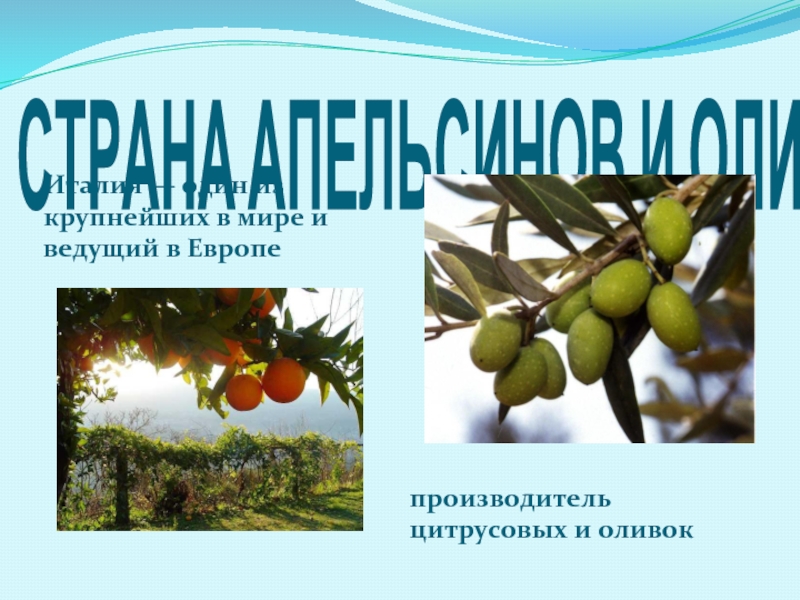 СТРАНА АПЕЛЬСИНОВ И ОЛИВОКИталия — один из крупнейших в мире и ведущий в Европепроизводитель цитрусовых и оливок