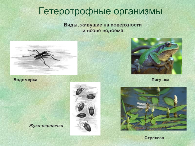 Гетеротрофные. Гетеротрофные организмы. Организмы живущие на поверхности. Жуки возле водоема. Гетеротрофные организмы это кто.