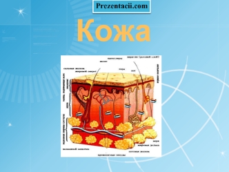 Кожа человека