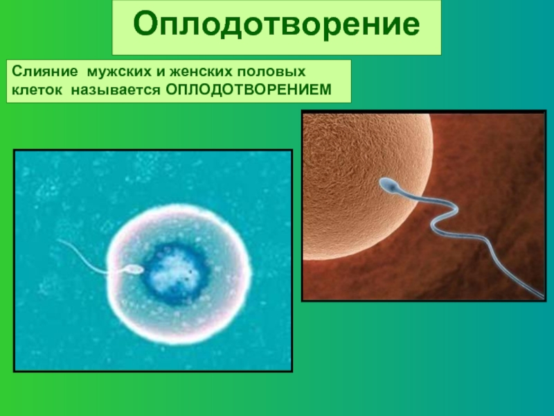 Оплодотворение это. Слияние половых клеток мужчины и женщины. Половые клетки оплодотворение. Слияние мужской и женской половой клетки. Слияние женской и мужской клеток называется.