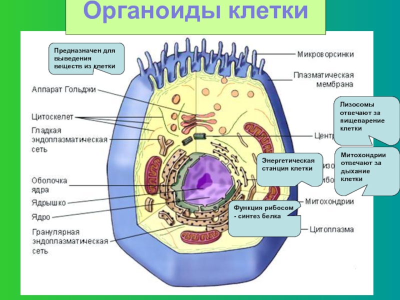 Пищеварительный органоид клетки. Функции клеточных органоидов рисунок. Название органоидов клетки. Органоиды клетки животного. Органоиды клетки рисунки с названиями.
