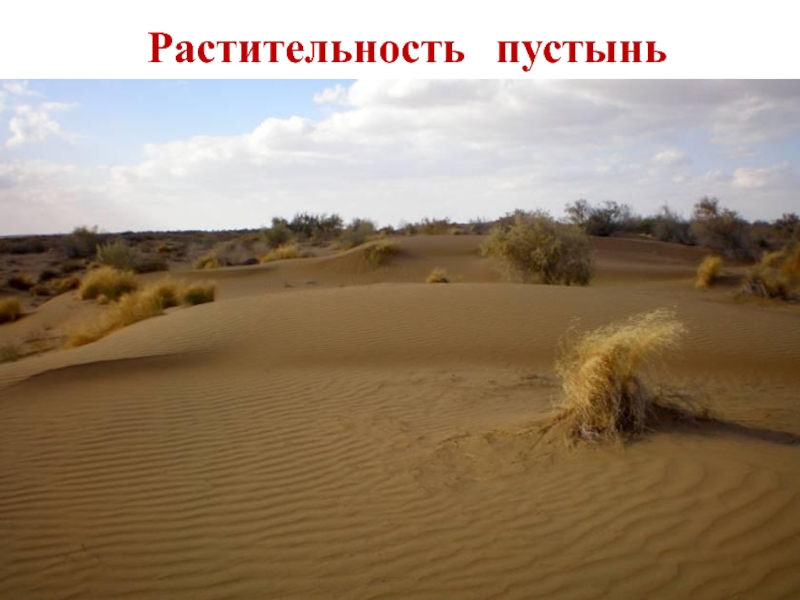 Экологические проблемы зоны пустынь и полупустынь. Растительность пустыни Кызылкум. Пустыня Кызылкум климат. Зона пустыни и полупустыни. Пустыни и полупустыни России.