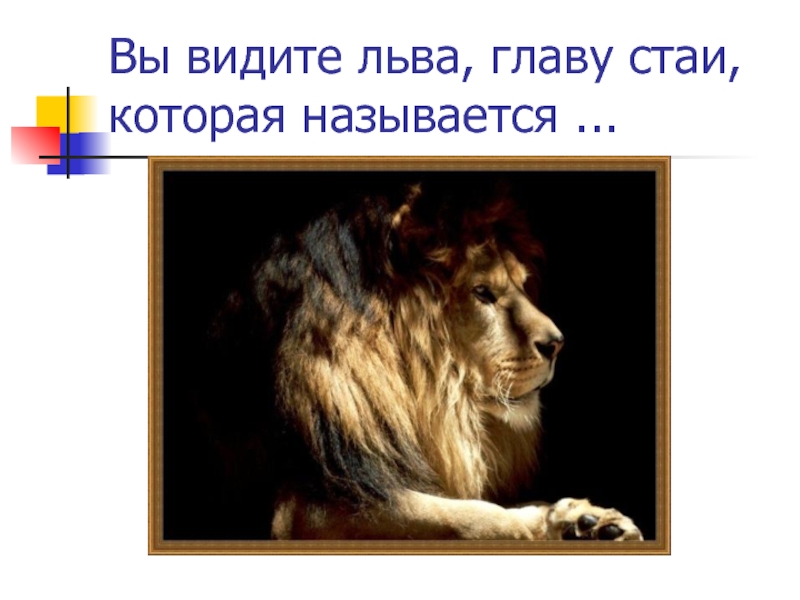 Лев видит. Лев руководитель. Вы тоже видите Льва. Глава Львов биология. Как видит Лев.