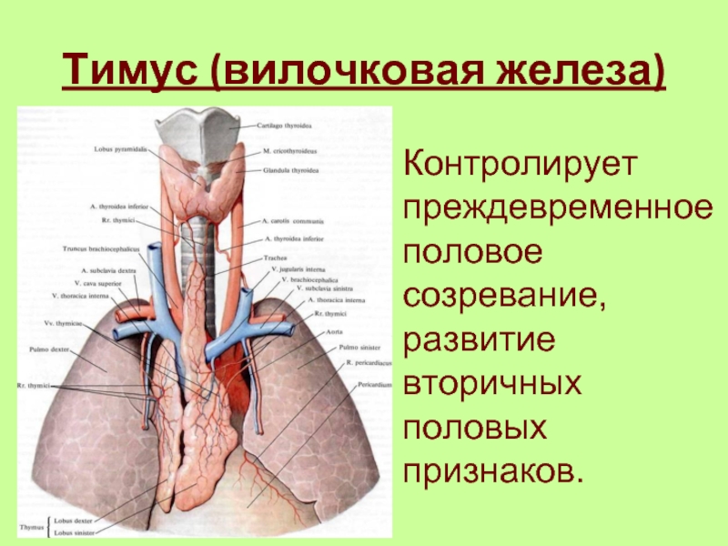 Вилочковой железы