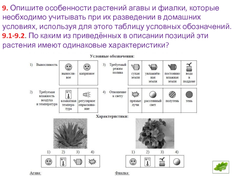 Одинаковые описания. Особенности растений. Особенности растений Агавы и фиалки в домашних. Опишите особенности растений Агавы и фиалки. Опишите особенности растений.