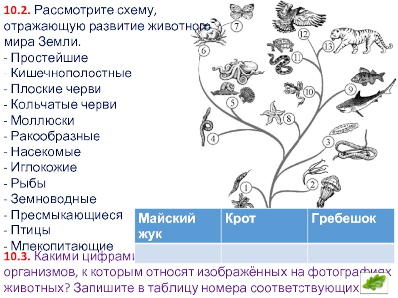 Основные этапы развития животных 8 класс