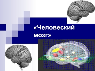 Человеский мозг