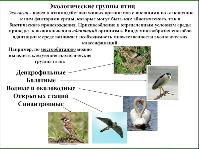 Экологические типы птиц проект