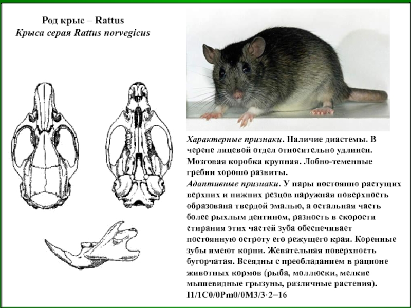 Какой тип развития характерен для серой крысы изображенной на рисунке