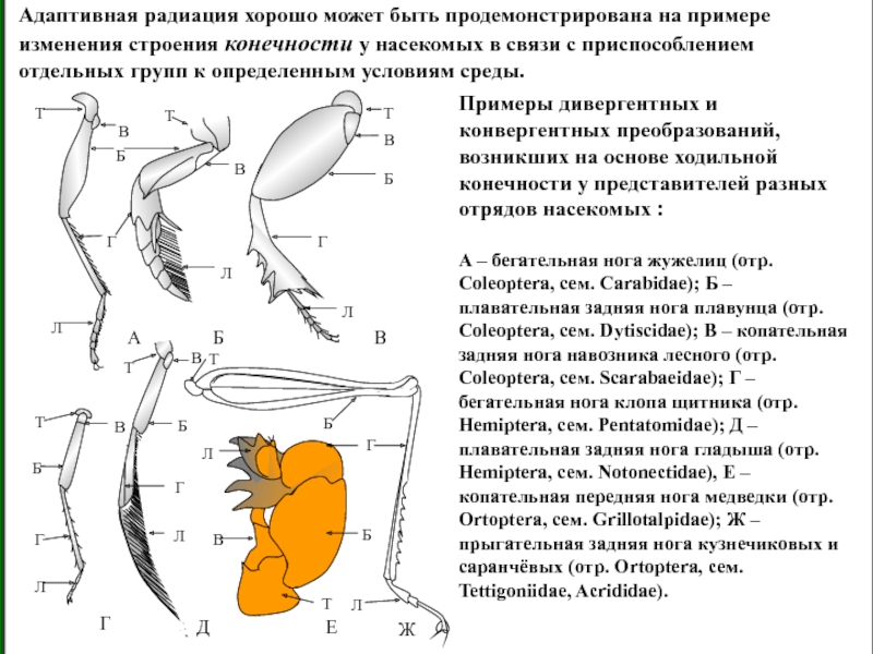 Какими цифрами на рисунке обозначены прыгательная и копательная конечности насекомых