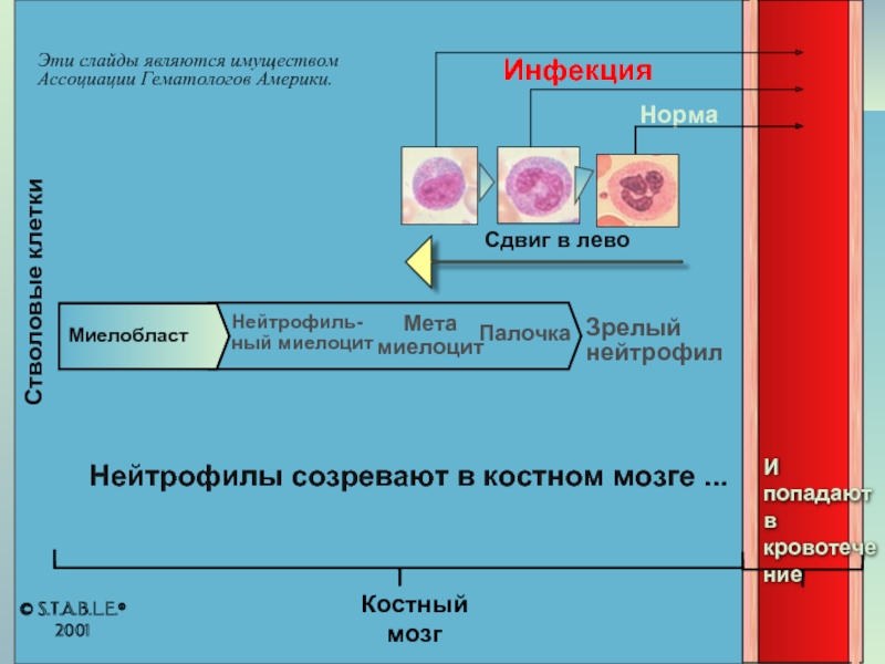 Какие нейтрофилы преимущественно находятся в Красном костном мозге. Кровотечение в костном мозге.