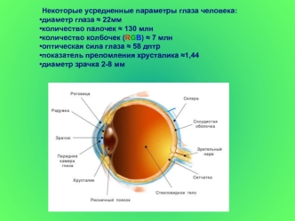 Некоторые усредненные параметры глаза человека:
диаметр глаза ? 22мм 
количество палочек ? 130 млн 
количество колбочек (RGB) ? 7 млн 
оптическая сила глаза ? 58 дптр 
показатель преломления хрусталика ?1,44 
диаметр зрачка 2-8 мм