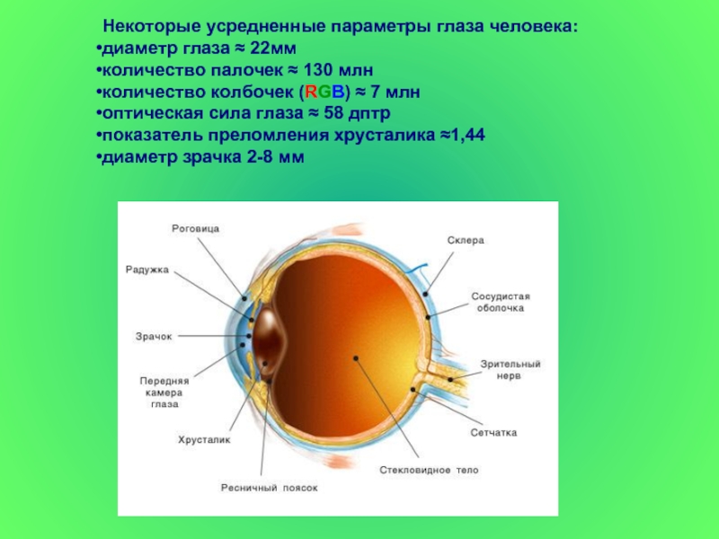 Средний размер глаз. Диаметр человеческого глаза. Размер глаза человека. Параметры глаза человека. Параметры человеческого глаза.