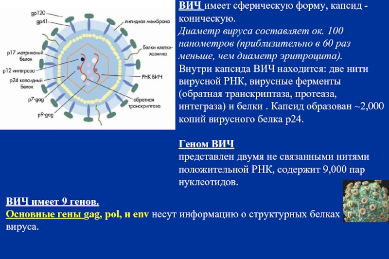 Рнк вирус гриппа а. Капсид РНК на вирусах. Капсид вируса ВИЧ. Строение вируса ВИЧ. Белковый капсид вируса.