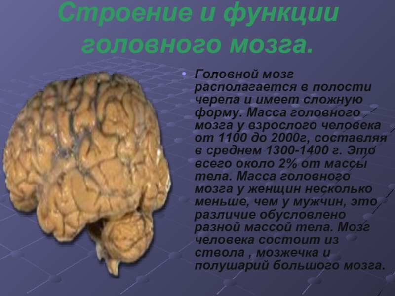 Строение и функции головного мозга. Головной мозг располагается в полости черепа и