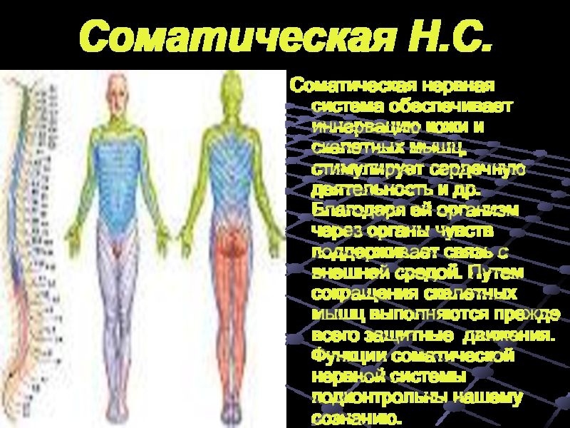 Соматическая Н.С.  Соматическая нервная система обеспечивает иннервацию кожи и скелетных мышц,