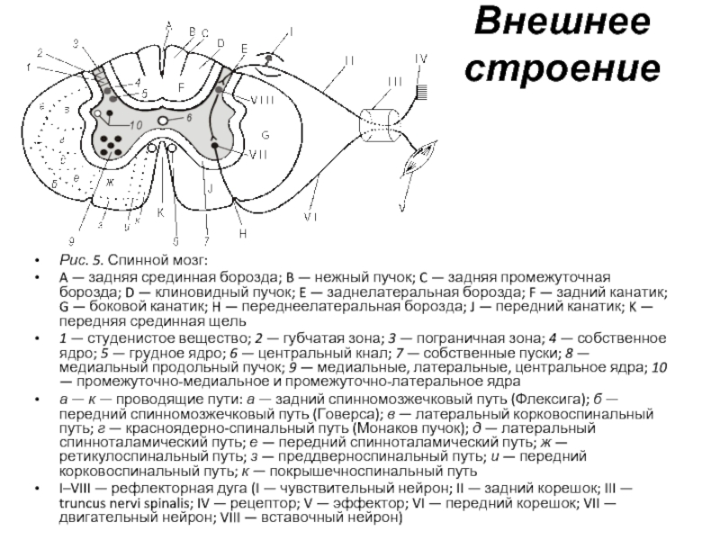 Внешнее строение спинного мозга. Ядра серого вещества спинного мозга схема. Внутреннее строение спинного мозга ядра. Задняя срединная борозда спинного мозга. Срединная борозда спинного мозга располагается с.