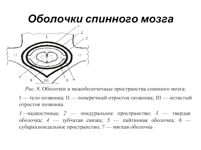 Схема оболочек спинного мозга