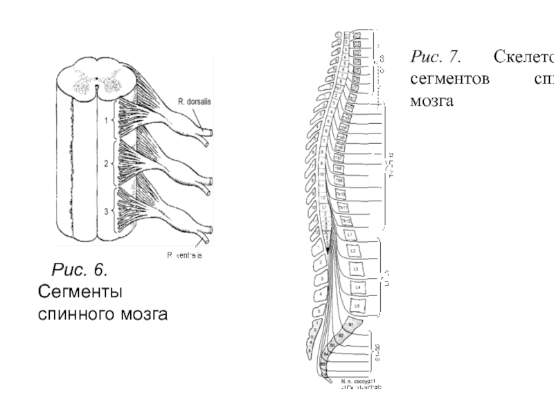 Укажите количество сегментов спинного мозга