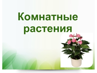 Комнатные растения