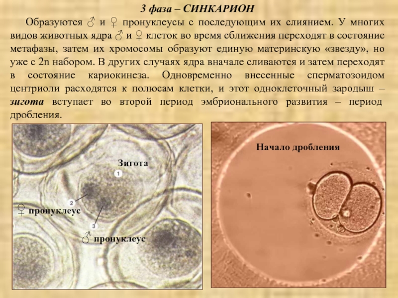 Дробление ядра. Синкарион аскариды препарат. Синкарион оплодотворение. Стадия синкариона. Стадия пронуклеусов.