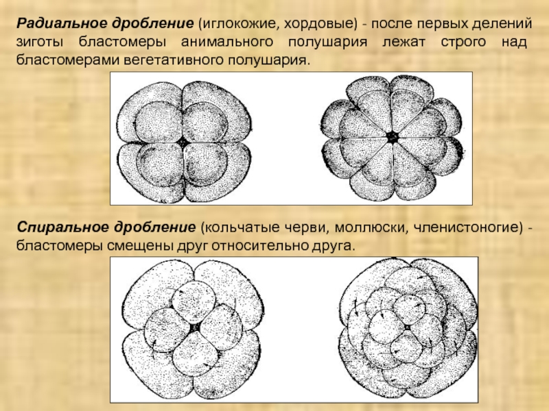 Чем дробление отличается. Спиральное дробление зиготы. Типы дробления зиготы спиральное. Спиральный Тип дробления. Радиальное и спиральное дробление.