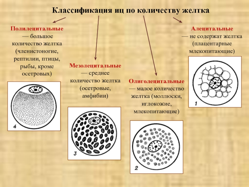 Яйцеклетка птиц показана на рисунке под буквой