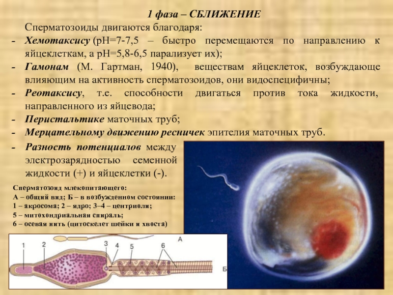 Сколько дней живут спермики в организме женщины. Движение спермиев к яйцеклетке. Численность сперматозоидов и яйцеклеток. Сперматозоид и яйцеклетка. Движение сперматозоида к яйцеклетке.