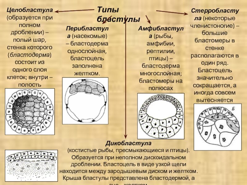 Способы дробления клетки. Стадия бластулы типы бластул. Типы бластул целобластула. Целобластула амфибластула. Тип бластулы у млекопитающих.