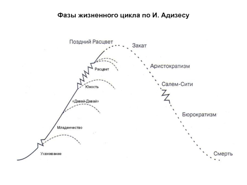 Стадии жизненного цикла схема. Ицхак Адизес кривая жизненного цикла. Стадии жизненного цикла Адизеса. Стадия жизненного цикла (по Адизесу): Расцвет\. Адизес и Грейнер жизненный цикл.