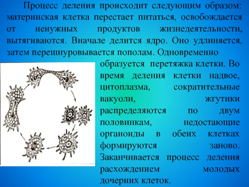 Происходит следующим образом. Процесс деления. Материнская клетка делится. Образуется клеточная перетяжка. Происходящие процессов деление пополам.