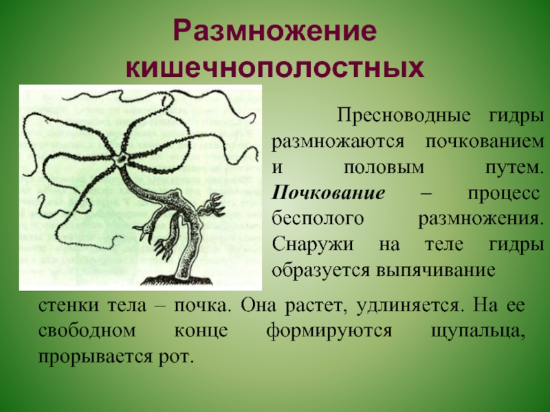 Пример почкования бесполого. Почкование гидры это бесполое размножение. Бесполое размножение гидры. Почкование пресноводной гидры. Размножение гидры пресноводной.