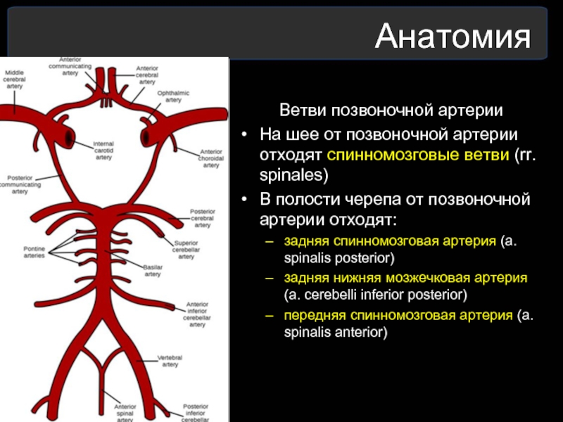 Позвоночная артерия форум