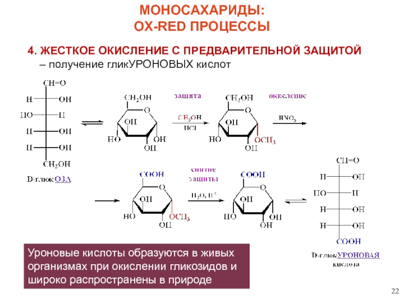 Реакция образования окисления глюкозы. D глюконовая кислота циклическая форма. Озазонов моносахаридов. Окисление в уроновые кислоты. Глюконовая кислота циклическая формула.