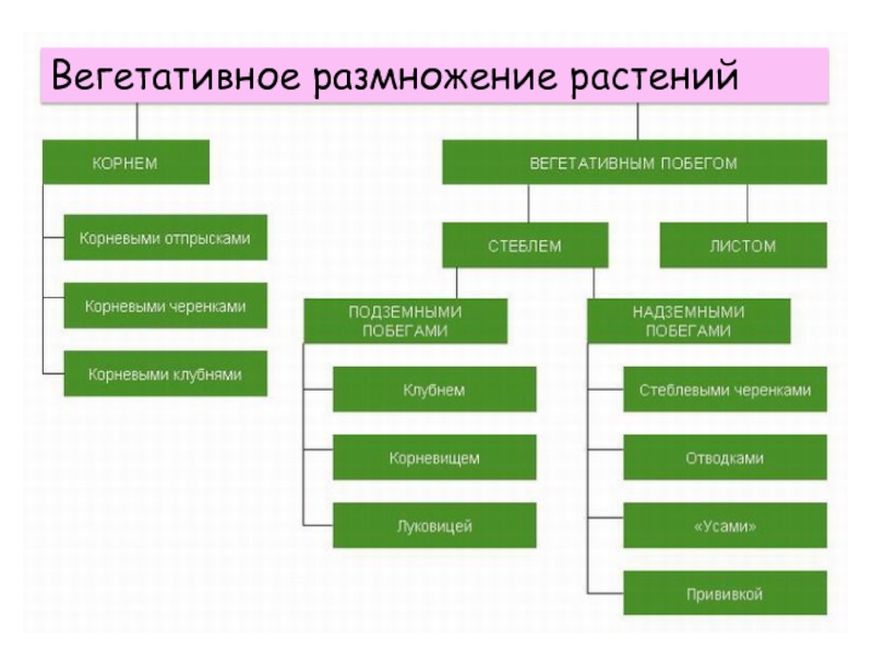 Вегетативное размножение растений