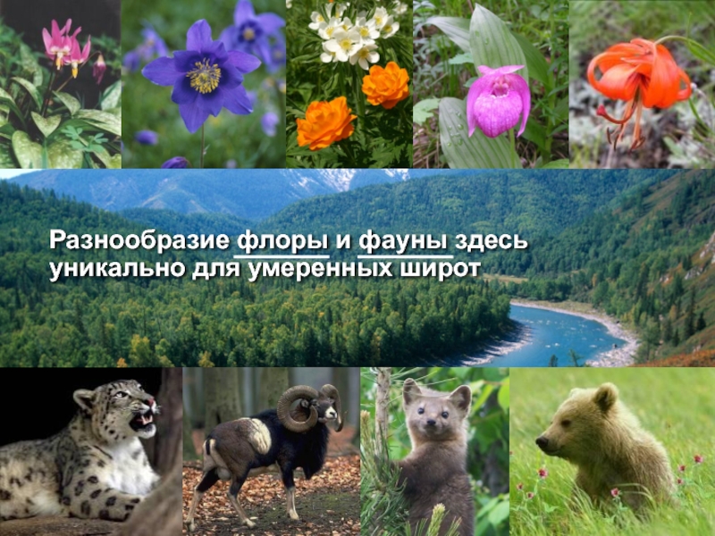 Огромное многообразие. Разнообразие Флоры и фауны. Разнообразие Флоры и фауны в России. Что влияет на разнообразие Флоры и фауны.