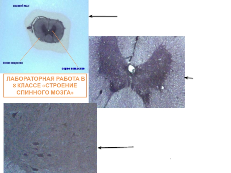 Спинной мозг гистология рисунок