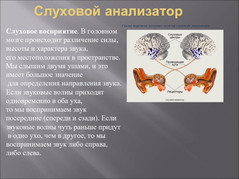 Воспринимающие анализаторы. Рецепторы слухового анализатора. Слуховой анализатор восприятие звука. Слуховой анализатор головной мозг. Передача звука в слуховом анализаторе.