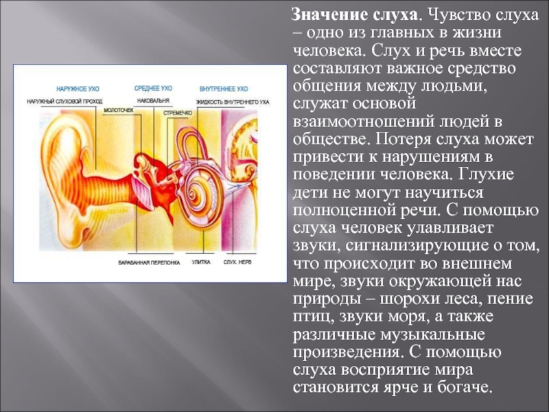 Какое значение органа слуха. Значение слуха. Значение слухового анализатора в жизни человека. Слух человека. Значение органа слуха.