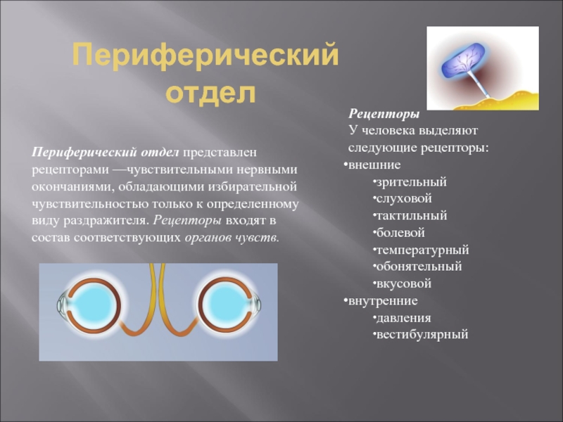 Периферический отдел. Периферический отдел анализатора представлен. Рецепторы периферический отдел анализаторов. Зрительный анализатор периферический отдел рецепторы. Строение периферического отдела анализатора.