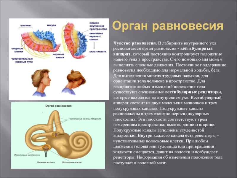Органы равновесия мышечного чувства. Вестибулярный анализатор внутреннее ухо. Вестибулярный аппарат внутреннего уха строение функции. Рецепторы органа равновесия расположены:. Анализатор равновесия рецепторы.