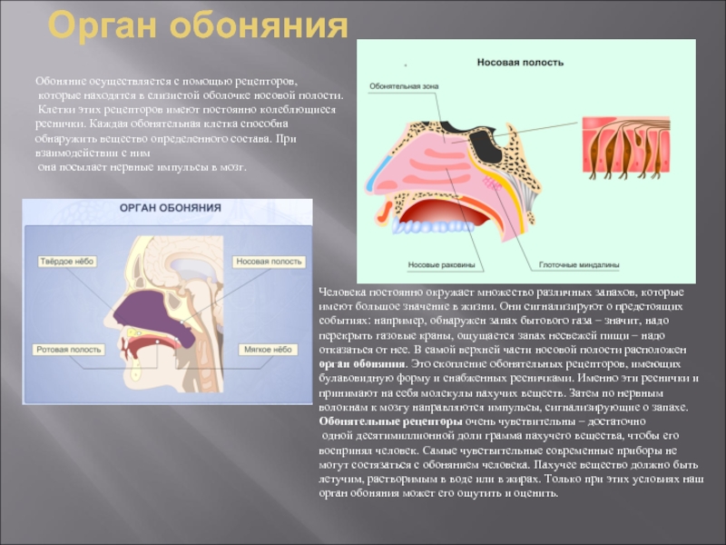 Обозначьте на схеме зоны носовой полости воспринимающие запахи