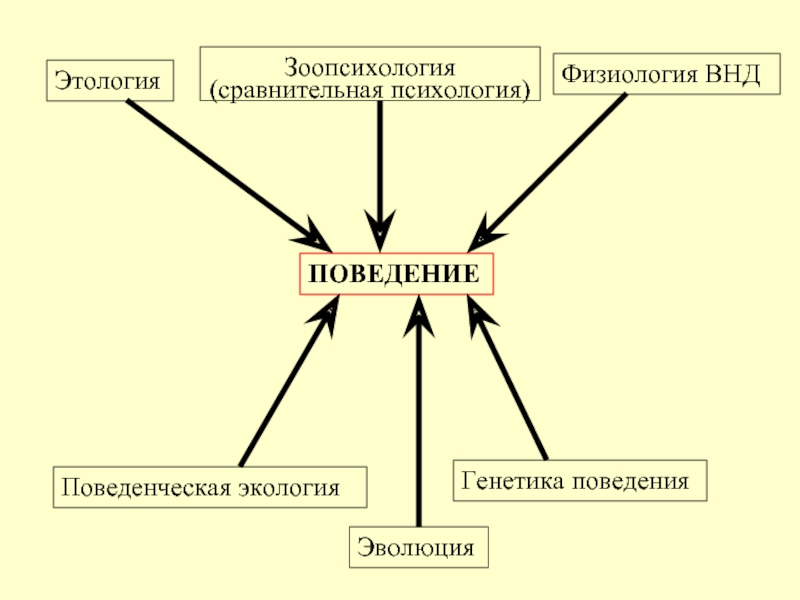 Зоопсихология. Зоопсихология и сравнительная психология. Задачи зоопсихологии и сравнительной психологии. Зоопсихология и сравнительная психология краткая характеристика. Филиппова г г зоопсихология и сравнительная психология.