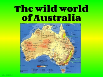 The wild world of Australia