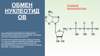 Обмен нуклеотидов. Строение мононуклеотида