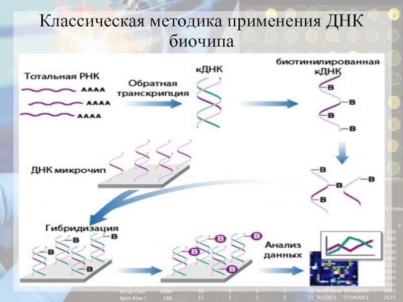 Днк микрочипы презентация