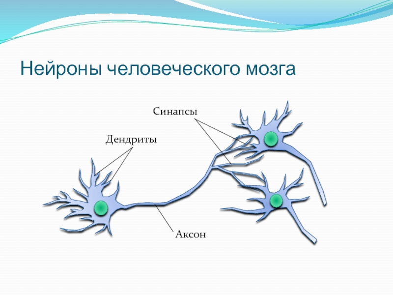 Рисунок аксон и дендрит